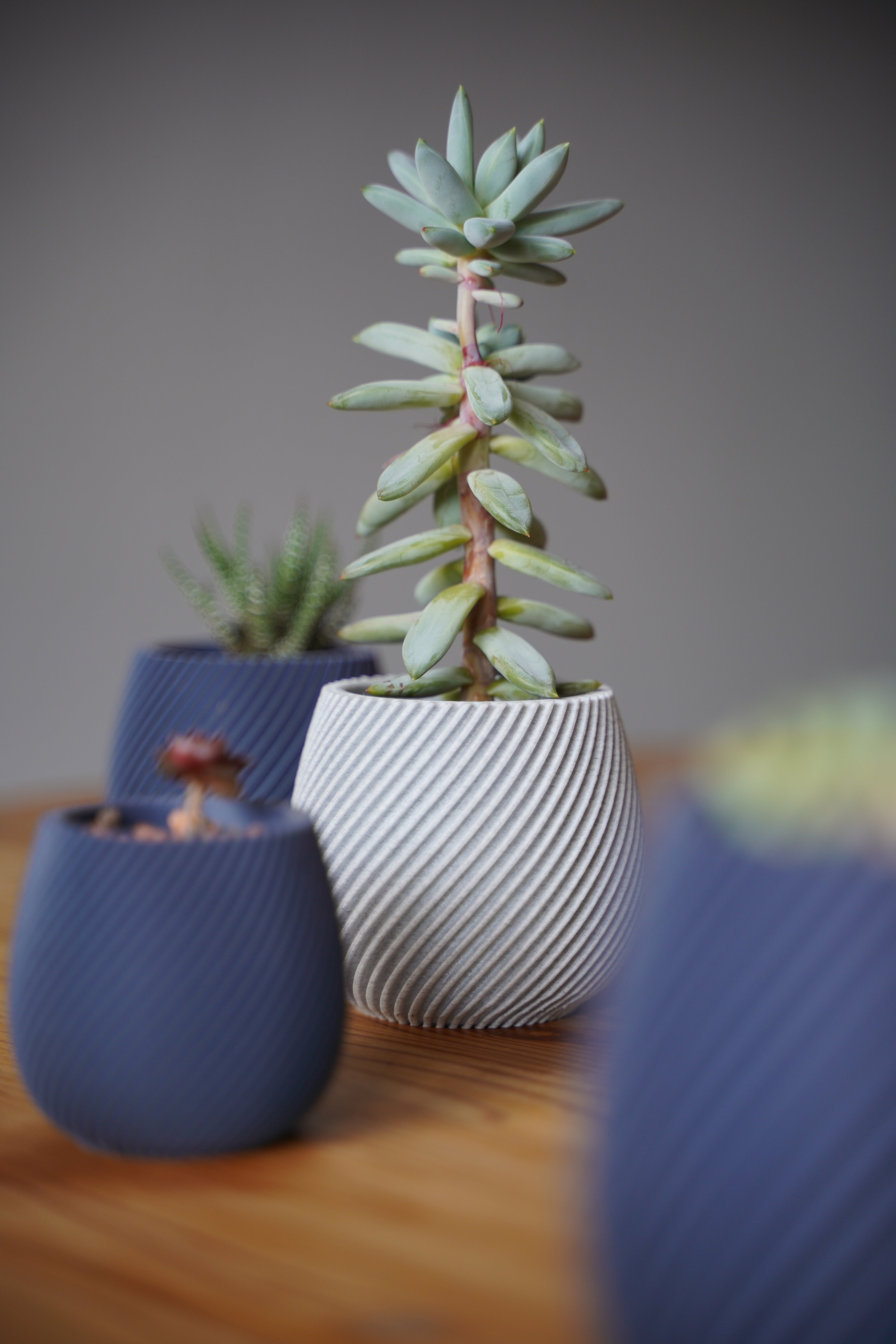 Spiral Trio Succulent Pots