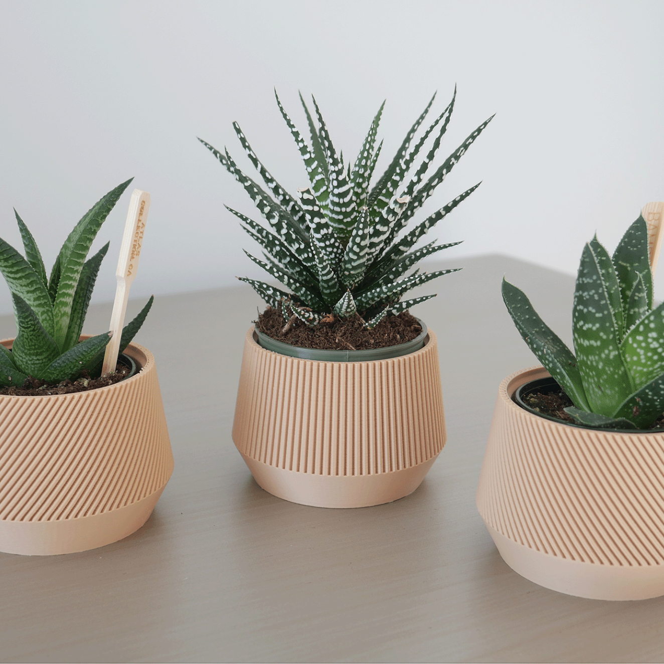 Elegant Succulent Pot - Set of 3