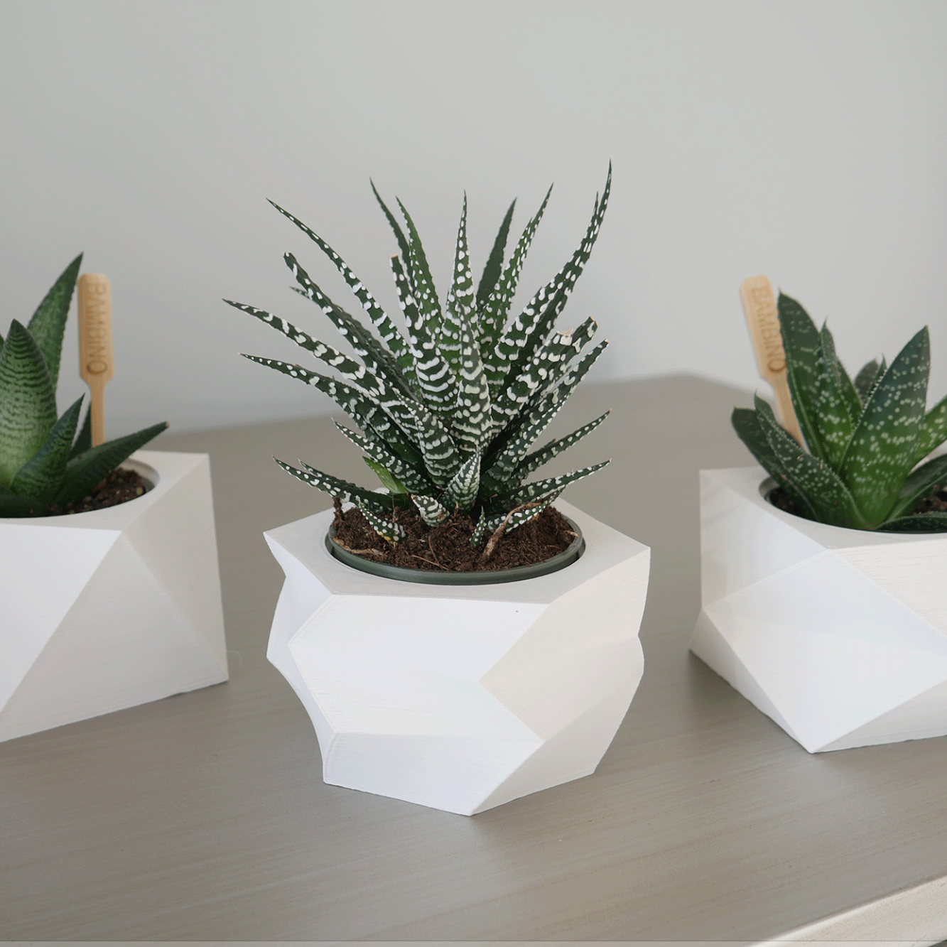 Triple Succulent Pot