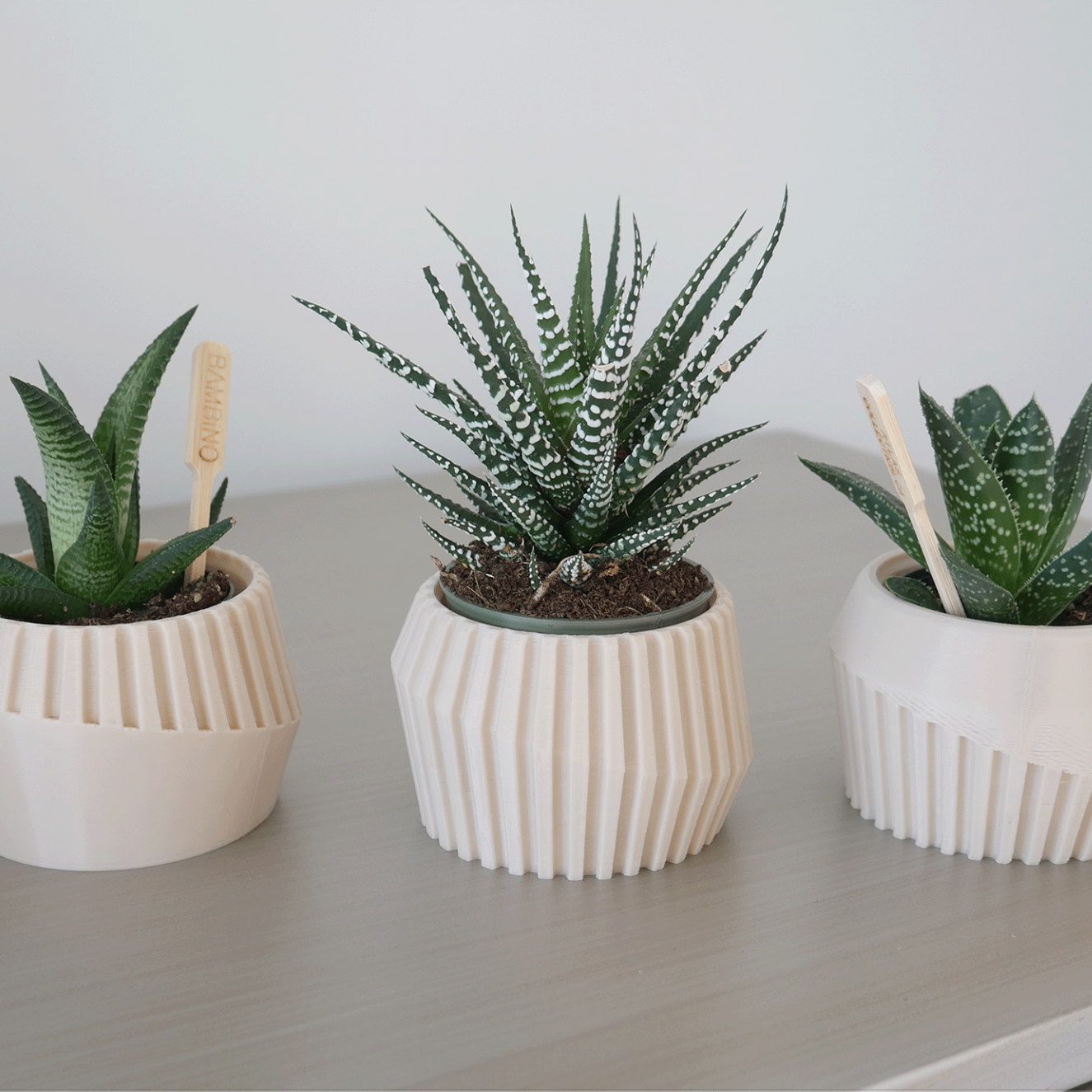 Triple Succulent Pot Set